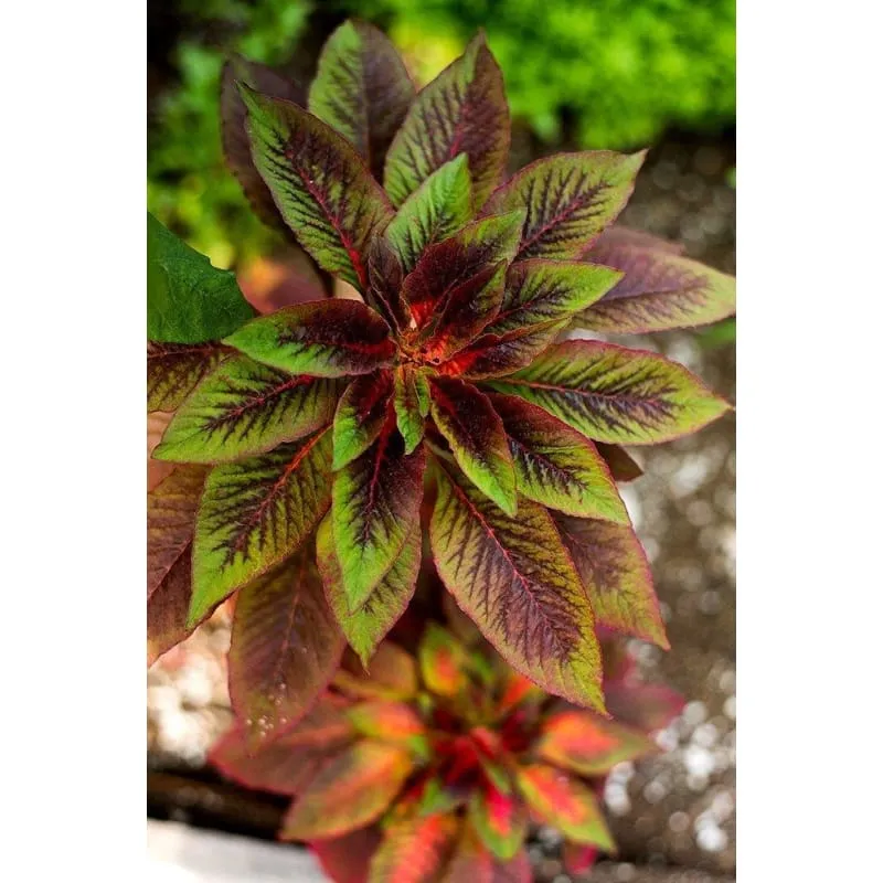 Illumination Amaranth