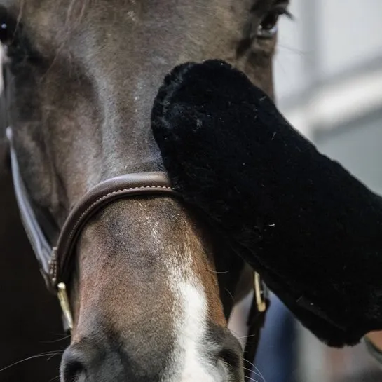 Sheepskin Grooming Glove | Kentucky